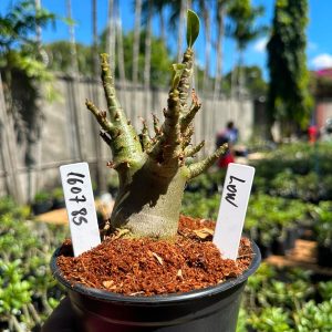 1607 85 Arabicum Low F3