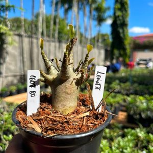 1607 80 Arabicum Leviatã F3