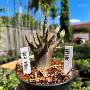 1607 79 Arabicum MK Mk F3