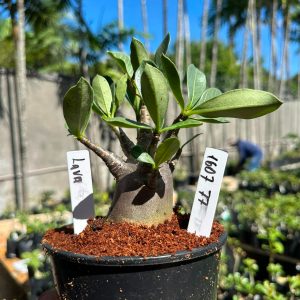 1607 77 Arabicum Lava F3