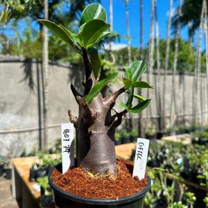 1607 74 Arabicum Eiffel F3