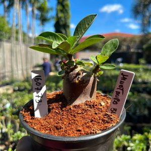 1607 73 Arabicum Minotauro F3