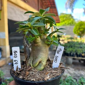 1607 69 Arabicum PBN soco F3
