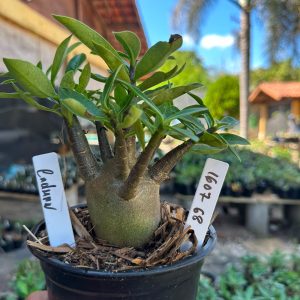 1607 68 Arabicum Cadman F3