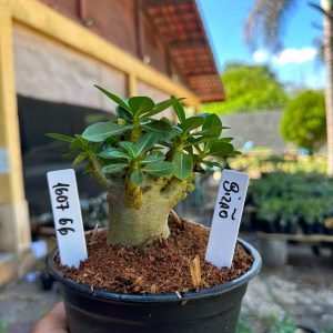 1607 66 Arabicum Bizão F3