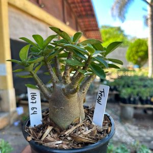 1607 64 Arabicum Tyson F3