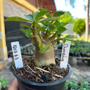 1607 63 Arabicum Dinosaur F3