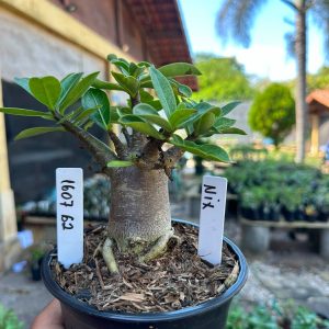 1607 62 Arabicum Nix F3