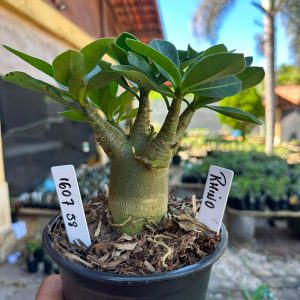 1607 58 Arabicum Rhino F3