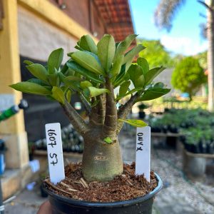 1607 57 Arabicum Onyx F3