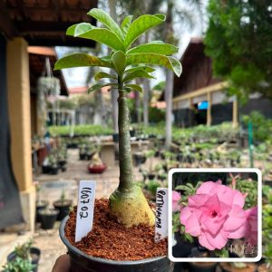 1607 02 Rosa do Deserto Pathumma