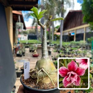 1607 27 Rosa do Deserto Stella