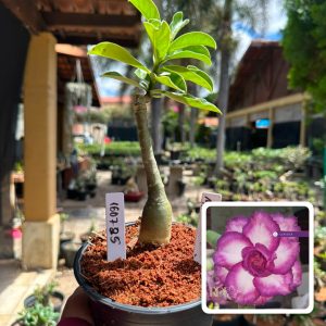 1607 25 Rosa do Deserto mau