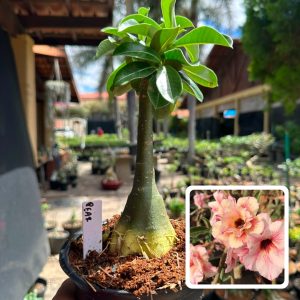 1607 23 Rosa do Deserto Pear