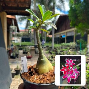 1607 22 Rosa do Deserto Estrelinha