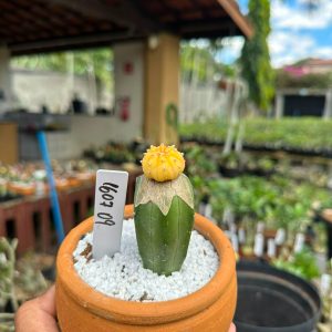 1607 09 Cacto Astrophytum Astéria Aurea