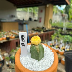 1607 08 Cacto Astrophytum Astéria Aurea