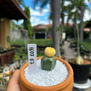 1607 07 Cacto Astrophytum Astéria Aurea