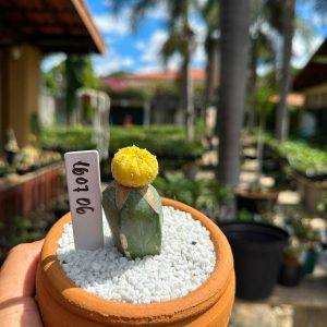 1607 06 Cacto Astrophytum Astéria Aurea