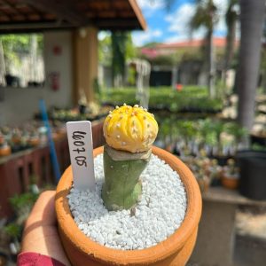 1607 05 Cacto Astrophytum Astéria Aurea