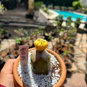 1607 04 Cacto Astrophytum Astéria Aurea