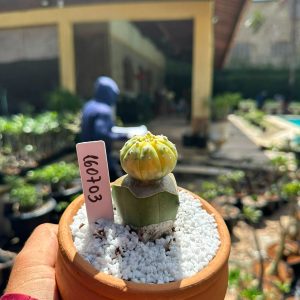 1607 03 Cacto Astrophytum Astéria Variegata