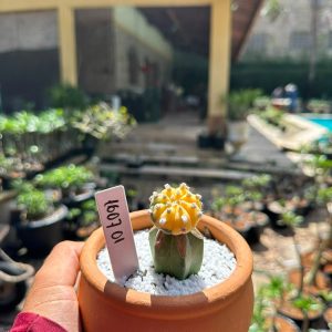 1607 01 Cacto Astrophytum Astéria Variegata