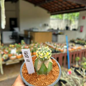 1607 11 Cacto Astrophytum Astéria Variegata