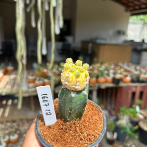 1607 12 Cacto Astrophytum Astéria Aurea