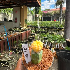 1607 12 Cacto Astrophytum Astéria Aurea