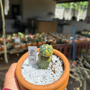 1607 18 Cacto Astrophytum Astéria Variegata