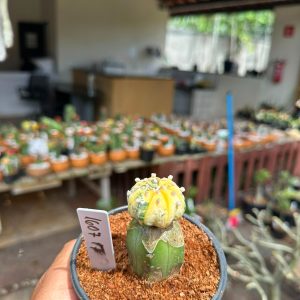 1607 17 Cacto Astrophytum Astéria Variegata