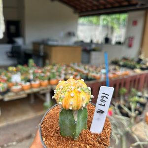 1607 16 Cacto Astrophytum Astéria Variegata
