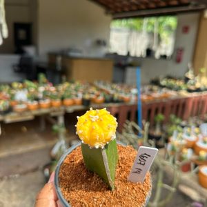 1607 14 Cacto Astrophytum Astéria aurea kiko