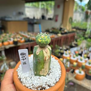 1607 10 Cacto Astrophytum Astéria Variegata