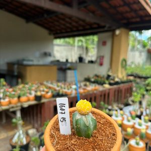 1607 15 Cacto Astrophytum Astéria Variegata