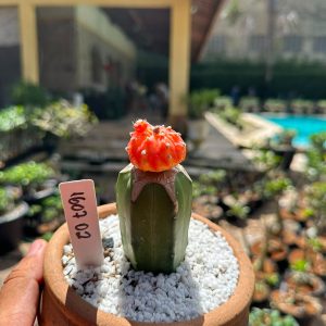 1607 02 Cacto Astrophytum Astéria Aurea