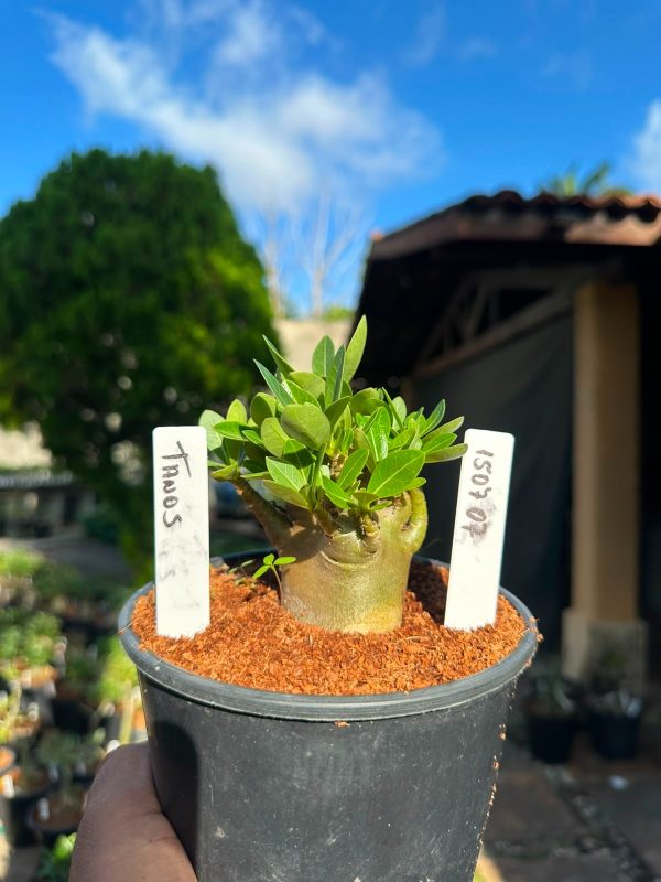 Arabicum Thanos F3