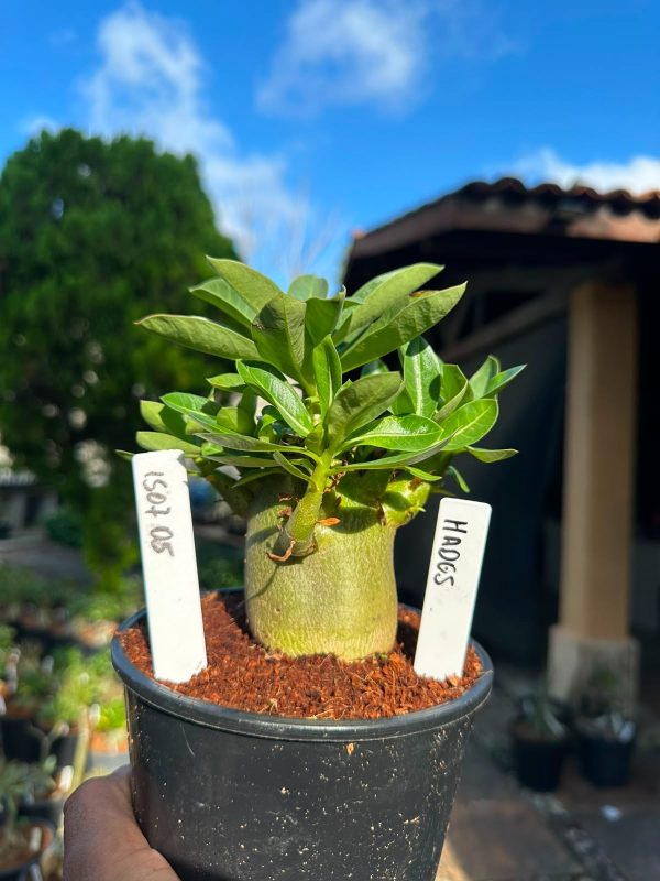 Arabicum Hades F3