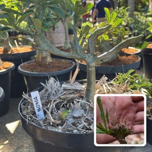 1607 02 Big Caudex Cristata Moster