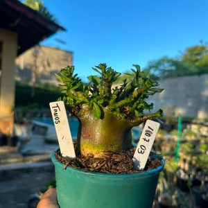1607 03 Arabicum Tanos Vitrine F3