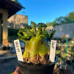 1607 08 Arabicum Groot Vitrine F3