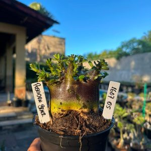1607 05 Arabicum Poseidon Black Vitrine F3