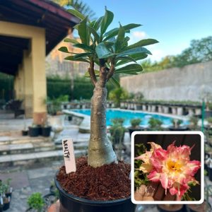 1607 33 Rosa do Deserto Wealthy