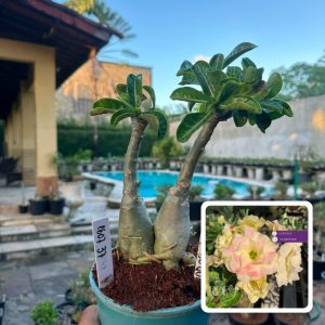 1607 37 Rosa do Deserto Bridal Buquê