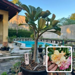 1607 35 Rosa do Deserto Golden temple
