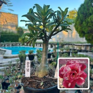 1607 38 Rosa do Deserto Lótus