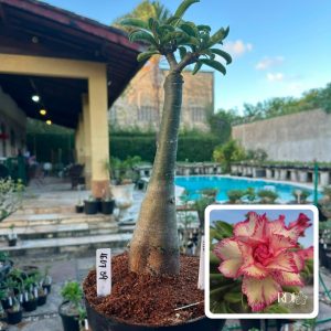 1607 39 Big Caudex Filó