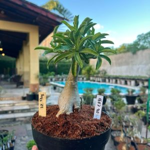 1607 40 Big Caudex bore ice