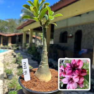 1707 44 Rosa do Deserto Barbie Dobrada